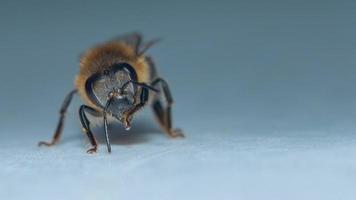 Macro photo of a little bumble bee walking around on and cleaning itself