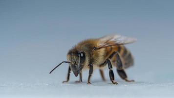 Macro photo of a little bumble bee walking around on and cleaning itself