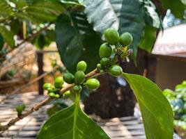 green coffee bean blur background photo