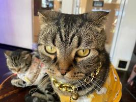cat face wear necklace blur background photo