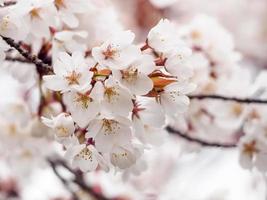 Light Pink Cherry Blossoms photo