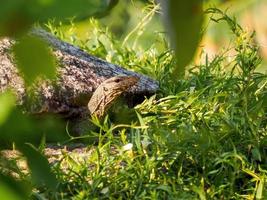 Young Monitor Lizard Peeping Out photo