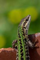 lizard in the sun standing on a stone photo