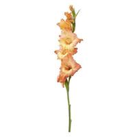 Orange gladiolus flower stem isolated on white background photo