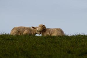 2 lambs lie on a dike photo