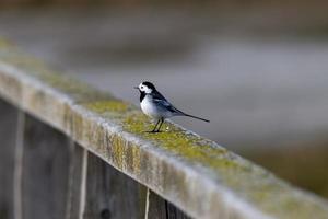 Wagtail wooden railing photo