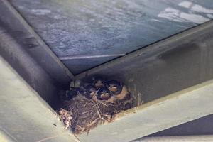 Young swallows in the nest, close-up photo