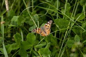 Painted Lady with outstretched wings on plants photo