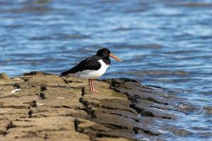 Oystercatcher stands on stones on the shore photo