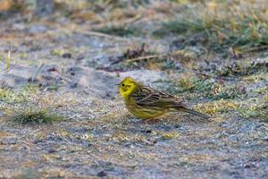 Yellowhammer looking for food on sandy bottom photo