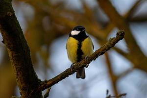 Great tit sitting on a branch, closeup photo