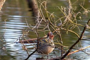 Teal standing behind a branch photo