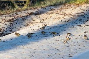 Several goldfinches foraging in the sand photo