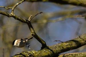 Willow tit hops onto a branch photo