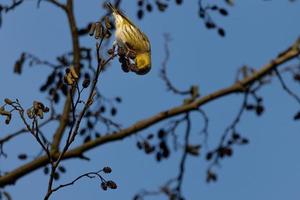 Siskin nibbles twig upside down photo