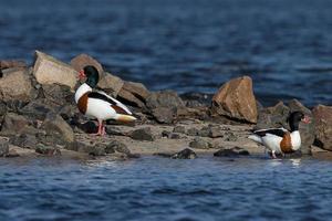 Shelducks sand and stones, on the Elbe photo