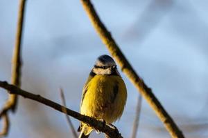 Blue tit on a branch, close-up photo