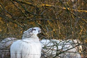 Bentheim country sheep nibble on a branch photo