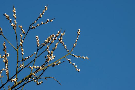 Tree branches with pussy willows against the blue sky photo
