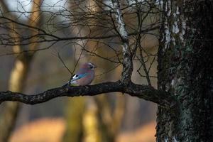 Jay side tree photo