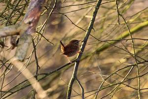 Wren on a branch, closeup photo