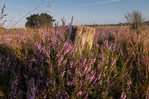 Blooming heather background bluer sky photo