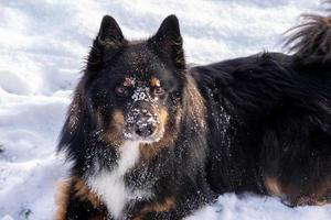 Dog face with snow photo