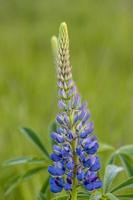 Blurred blue lupine background photo