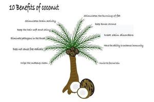 10 benefit of coconut healthy concept vector