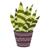 Vector illustration of indoor flower sansevier. Isolated illustration of a home plant in a pot. Flower with striped leaves in purple pot, icon in flat style