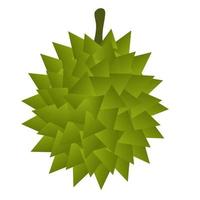 fruta durián aislada. vector
