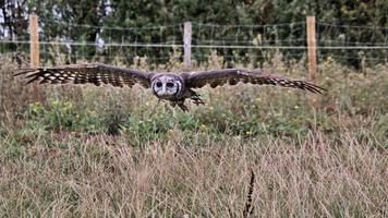 A view of an Eagle Owl photo