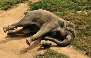 A close up of an Elephant photo