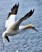 A close up of a Gannet at Bass Rock in Scotland photo