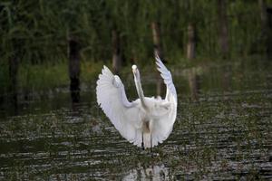 A view of a Great White Egret photo