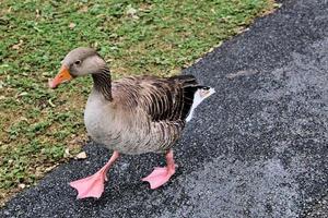 A close up of a Greylag Goose photo