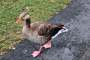 A close up of a Greylag Goose photo