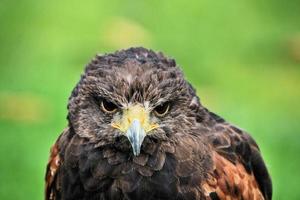 A close up of a Harris Hawk photo