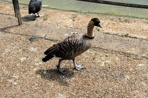 A close up of a Hawaiian Goose photo