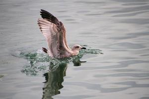 una vista de una gaviota argéntea cerca del mar foto
