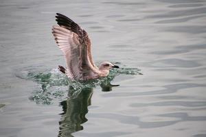 A view of a Herring Gull near the sea photo