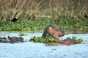 A view of a Hippo in the water photo