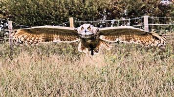 A view of an Eagle Owl photo