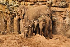 un primer plano de un elefante foto