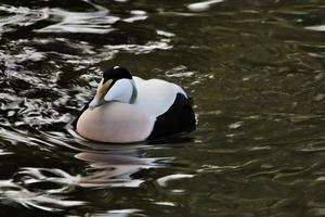 un primer plano de un pato eider foto