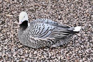 A close up of an Emporer Goose photo