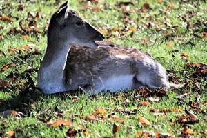 A view of a Fallow Deer photo