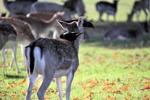 A view of a Fallow Deer photo