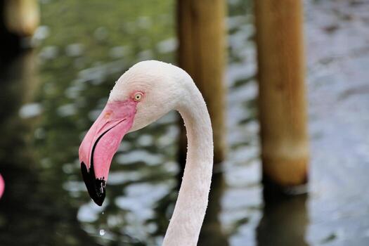 A view of a Flamingo in the water photo