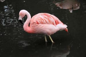 A view of a Flamingo in the water photo